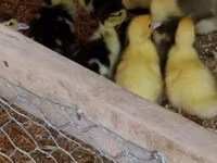 Ducks — foto 3