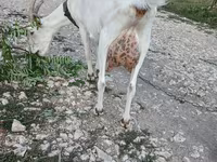 Get, Saanen goat — foto 1