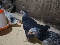 Chickens — عکس 1