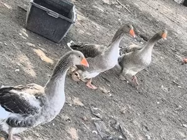 Gri ve Gri Benekli Danimarka Kazı