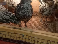 Bantam giapponese — foto 1