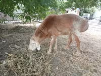 قوچ, Arashan sheep — عکس 1