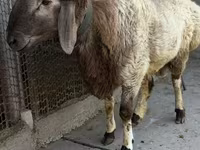 Wad, Rhon sheep — sawirka 3