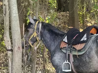 Aygır, Orlov Trotter — foto 1