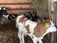 मवेशी (लॉट, लिंग निर्दिष्ट नहीं), Simmental cattle — फ़ोटो 3