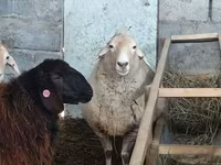 میش, Tian-Shan semifinewool sheep — عکس 4