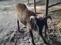 قوچ, گوسفند — عکس 2