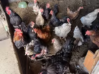 Chickens — foto 2