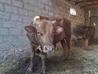 Toro, Bovini — foto 3