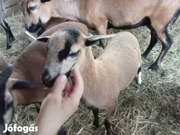 Schaap, Cameroon sheep