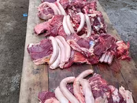 Cavalla, Cavalli — foto 6