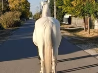 Kuda betina, Horses — foto 2
