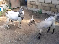 بز نر, Saanen goat — عکس 2