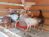 Chickens — عکس 1