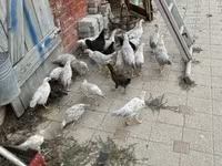 Chickens — снимка 3
