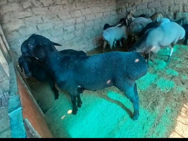 Ram, Arashan sheep — Kyrgyzstan