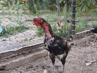 ردکپ دربی‌شر — عکس 3
