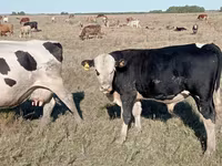 Býk, Simmental cattle — foto 1