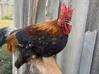 Chickens — फ़ोटो 2