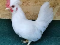 Chickens — снимка 1