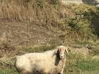 Oaie, Oi — foto 5
