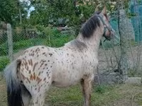Faras, Horses — sawirka 7