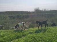 Billy Goat, Nubian Goat — photo 1