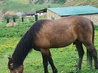 Koń, Azerbaijan horse — zdjęcie 3