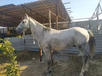 Cavallo, Cavalli — foto 3