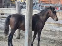 Kůň, Welsh Cob — foto 7