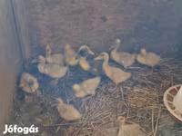 Ducks — ảnh 2
