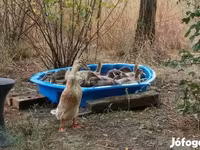 Indian Runner — zdjęcie 4