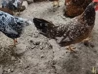 Chickens — photo 5
