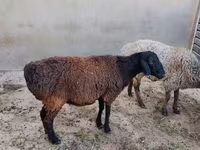 ஆண் ஆடு, ஆடுகள் — புகைப்படம் 1