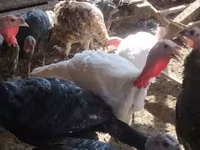 Turkeys — ფოტო 6