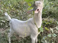 بز نر, Saanen goat — عکس 3