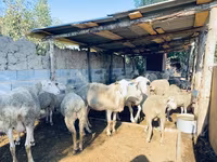 Vædder, Merinoland sheep — foto 3
