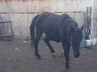 Stute, Horse breed — Foto 3