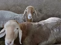 Bélier, Arashan sheep — photo 6