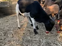 Kambing jantan, Cameroon sheep — foto 8
