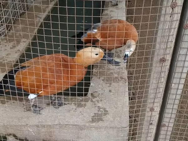 Ducks