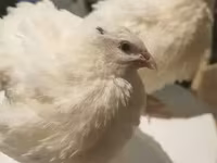 இங்கிலிஷ் வெள்ளை — புகைப்படம் 1