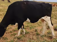 Lembu betina, Holstein breed — foto 4
