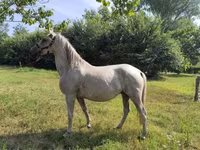 பெண் குதிரை, Lipizzaner — புகைப்படம் 1