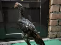 Chickens — foto 1