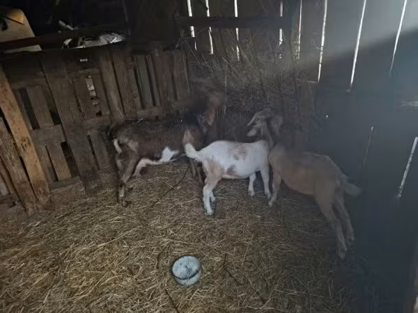 Billy Goat, Alpine goat — Hungary