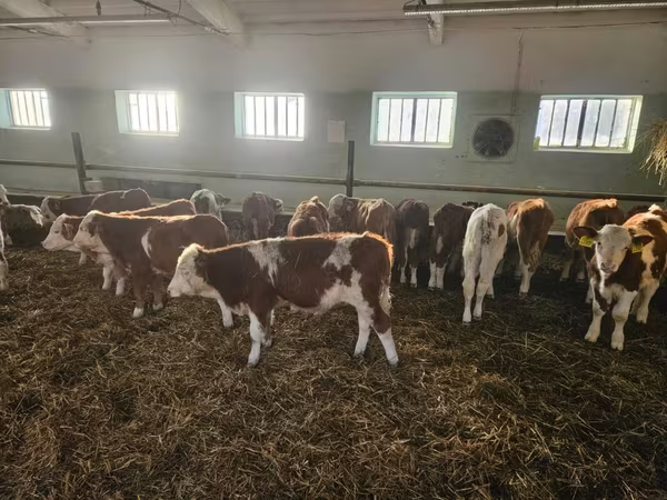 황소, Simmental cattle