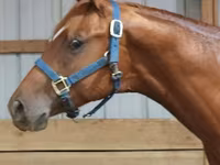 Cavallo, Quarter Horse — foto 1