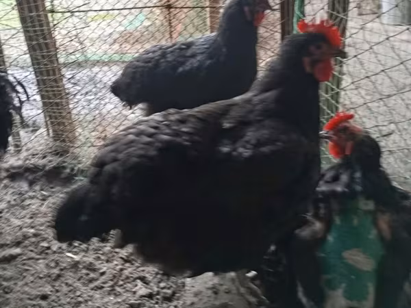 جرزی جاینت