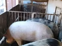 Locha, Świnie — zdjęcie 3